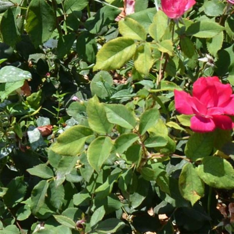 Rosa tappezzante Pink Knock Out (Foliage)