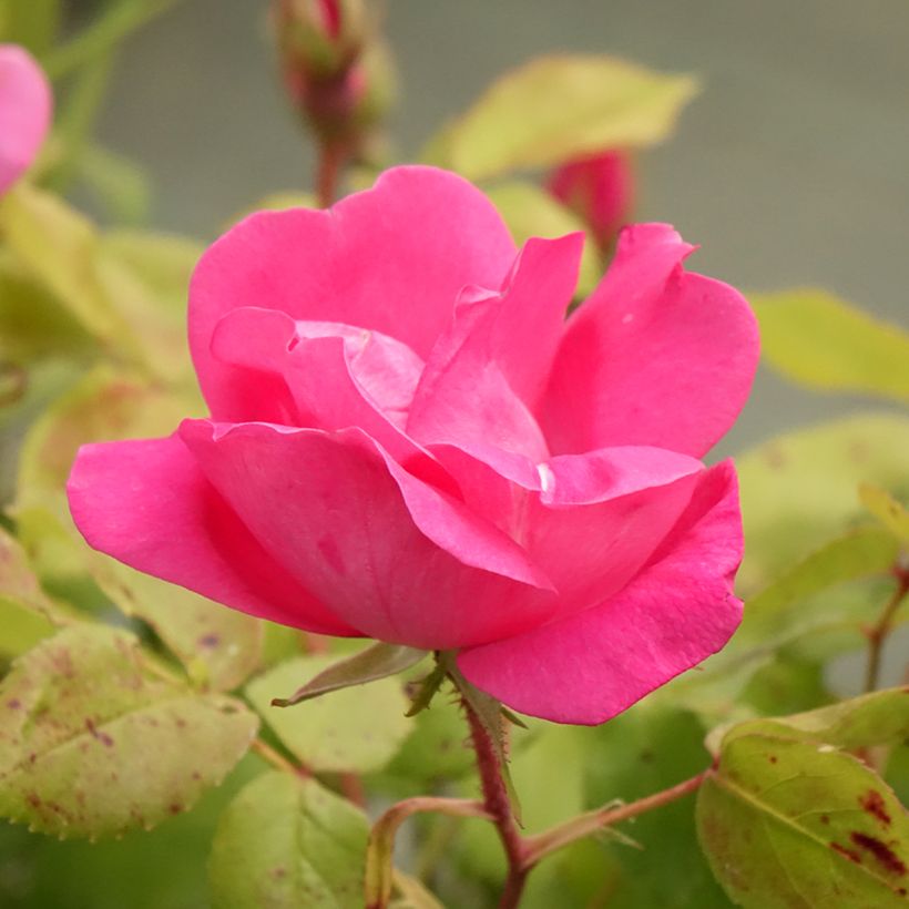 Rosa tappezzante Pink Knock Out (Flowering)