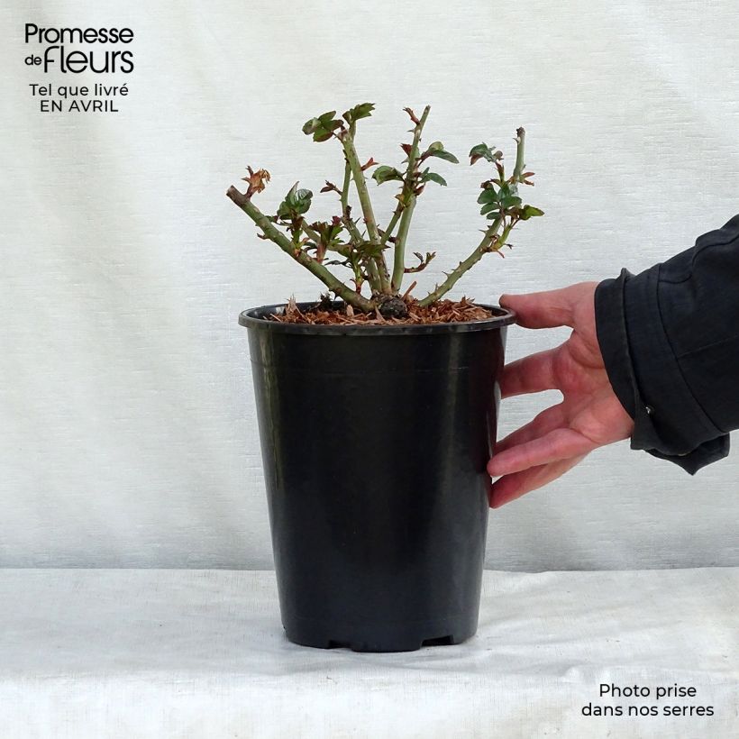 Rosa tappezzante Rigo Aprikola Vaso da 2L/3L esemplare consegnato in primavera