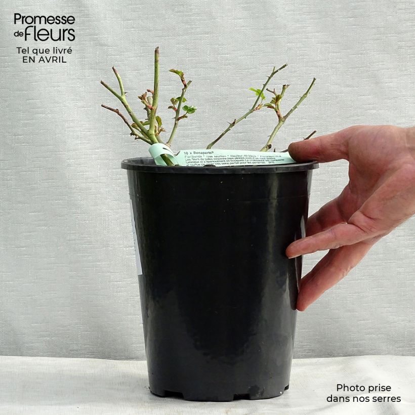 Example of Rosa tappezzante Rigo Bonaparte Vaso da 2L/3L as you get in printemps