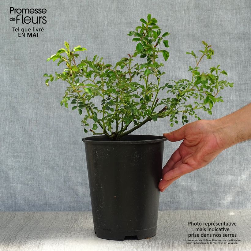 Example of Rosa tappezzante Rigo Néon Vaso da 2L/3L as you get in printemps