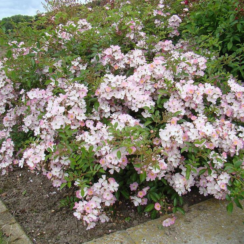 Rosa tappezzante Robe Fleurie (Plant habit)