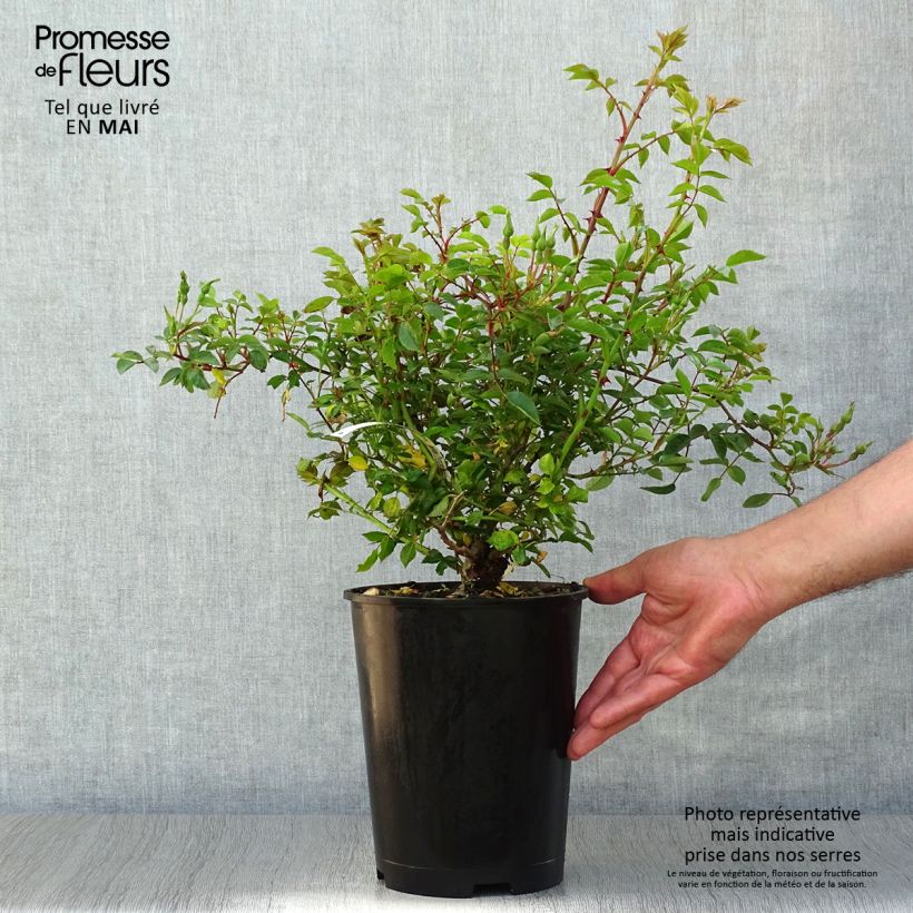 Rosa tappezzante Rouge Cascade Vaso da 2L/3L esemplare consegnato in primavera