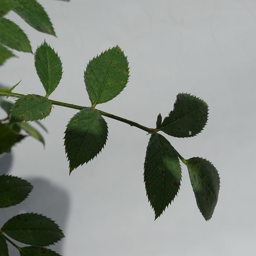Rosa tappezzante Star Profusion (Foliage)