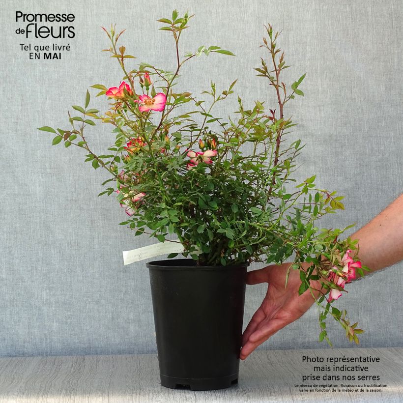 Example of Rosa tappezzante Star Profusion Vaso da 3L/4L as you get in printemps