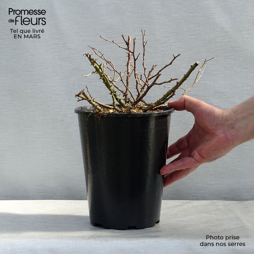 Example of Rosa tappezzante Tapis Rouge Interop Vaso da 2L/3L as you get in printemps