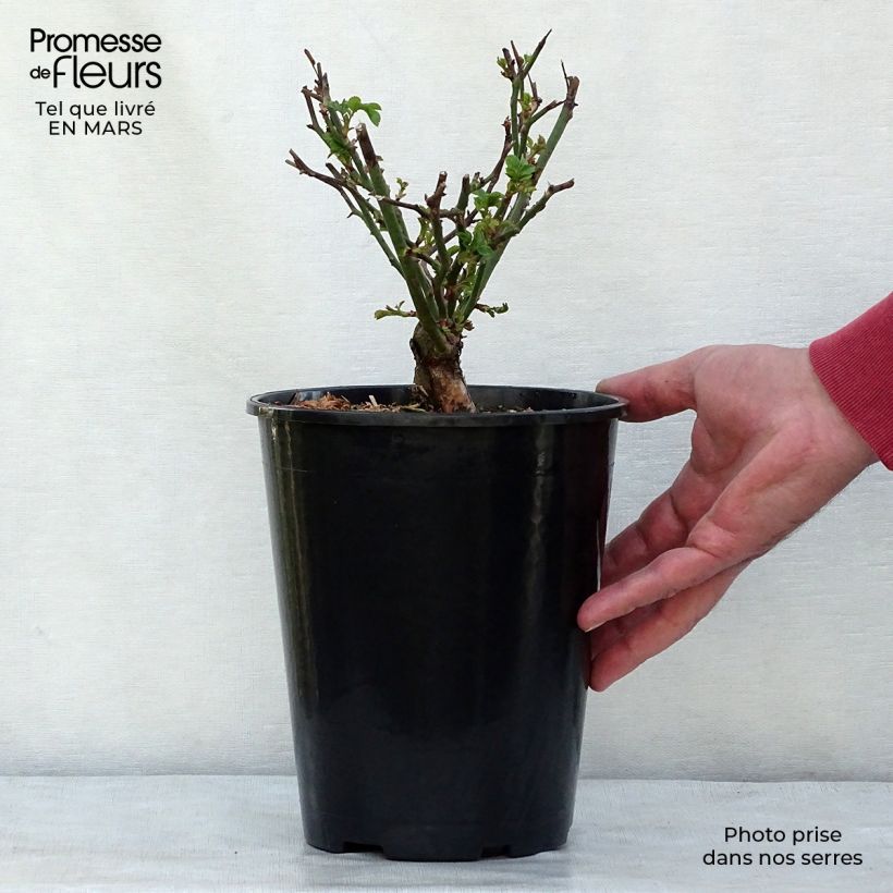 Rosa tappezzante The Fairy Vaso da 4L/5L esemplare consegnato in primavera