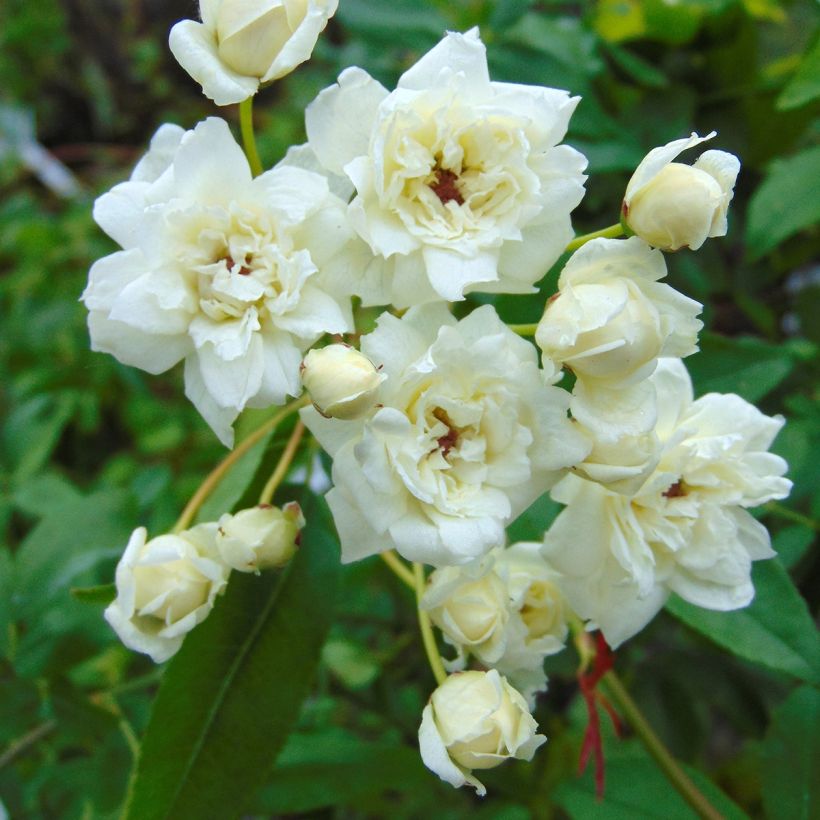 Rosa banksiae var. banksiae Alba Plena - Rosa di Lady Banks (Fioritura)
