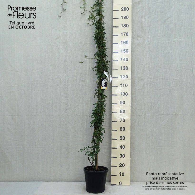 Esemplare di Rosa banksiae var. banksiae Alba Plena - Rosa di Lady Banks Vaso da 6L/7L come consegnato in autunno