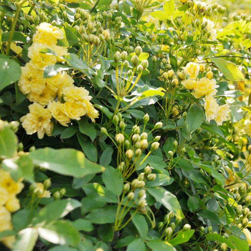 Rosa banksiae Lutea - Rosa di Lady Banks (Foliage)