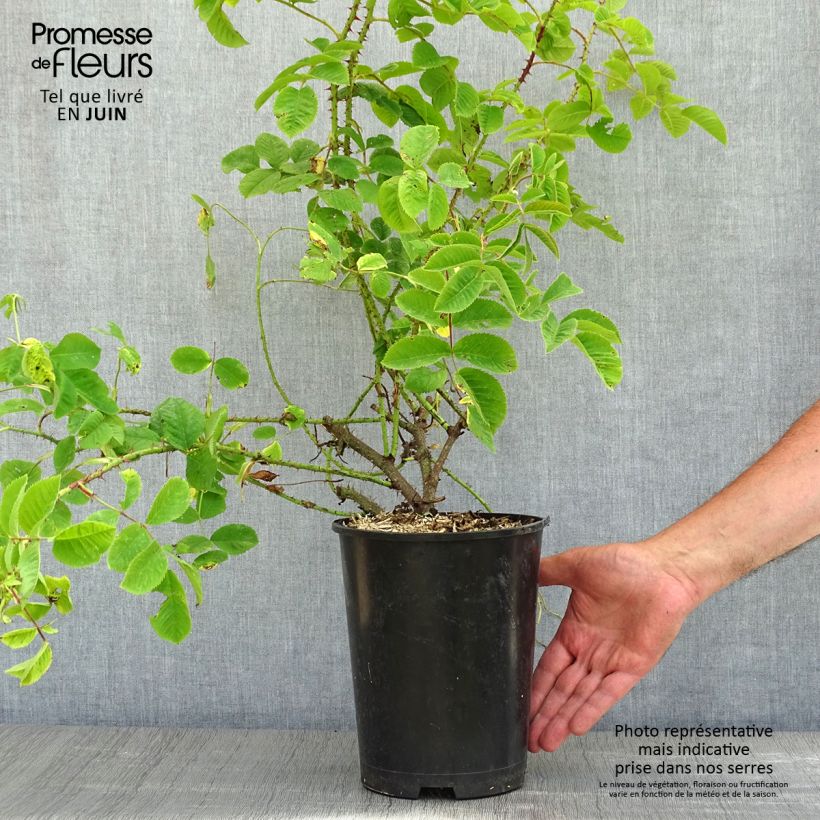 Example of Rosa (x) damascena - Rosa di Damas Vaso da 4L/5L as you get in printemps