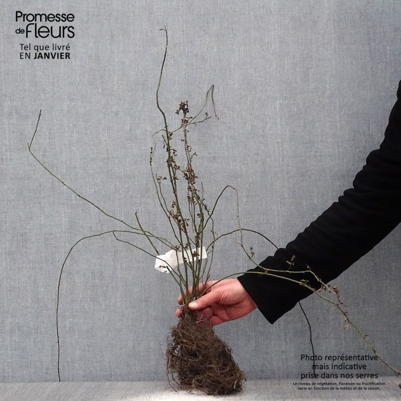 Example of Rosa arvensis - Rosa cavallina Piante piccole a radice nuda as you get in hiver