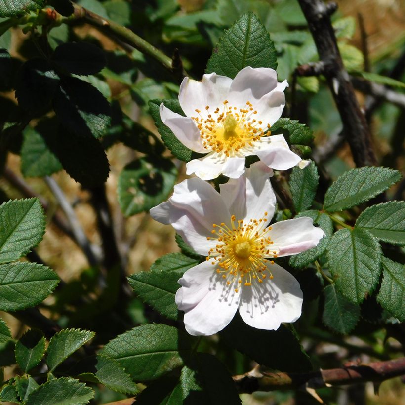 Rosa arvensis - Rosa cavallina (Foliage)