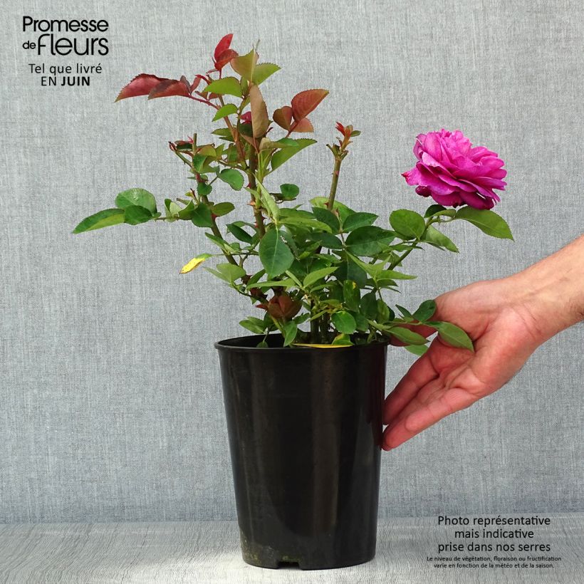 Rosa polyantha Heidi Klum Vaso da 4L/5L esemplare consegnato in primavera
