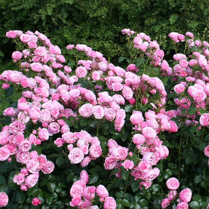 Rosa polyantha Pomponella (Plant habit)