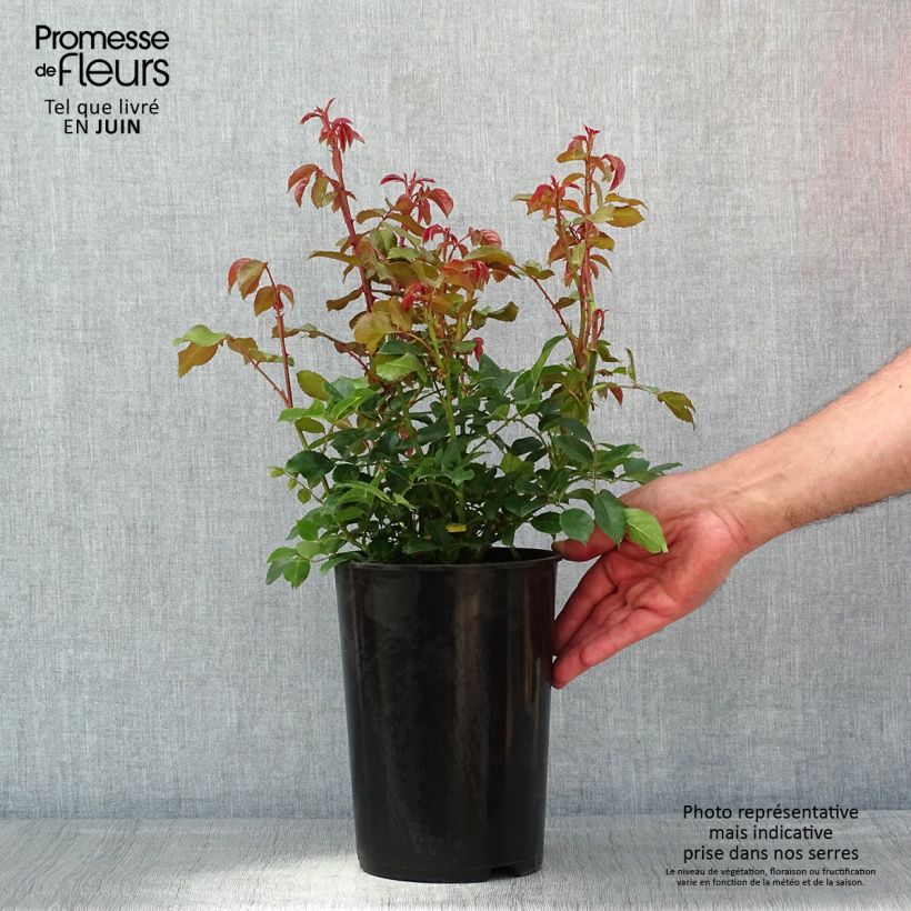 Example of Rosa rampicante Alaska Vaso da 4L/5L as you get in printemps
