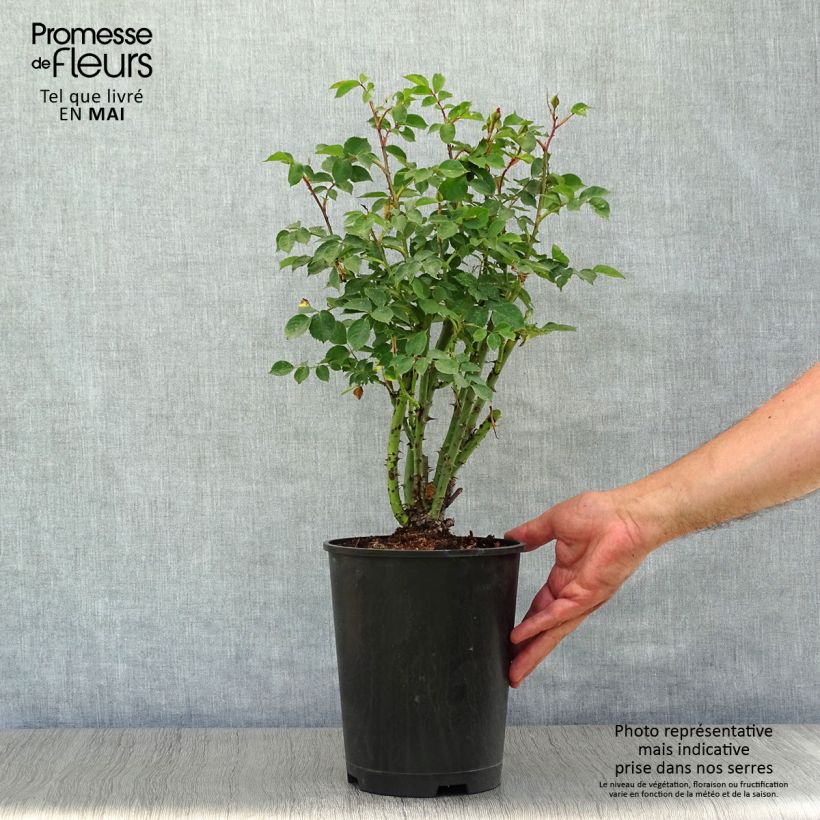 Example of Rosa Alibaba - Rosa rampicante Vaso da 4L/5L as you get in printemps