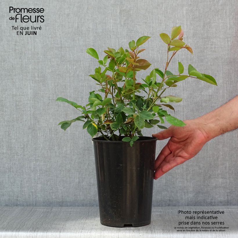 Example of Rosa rampicante Aloha de Kordes Vaso da 4L/5L as you get in printemps