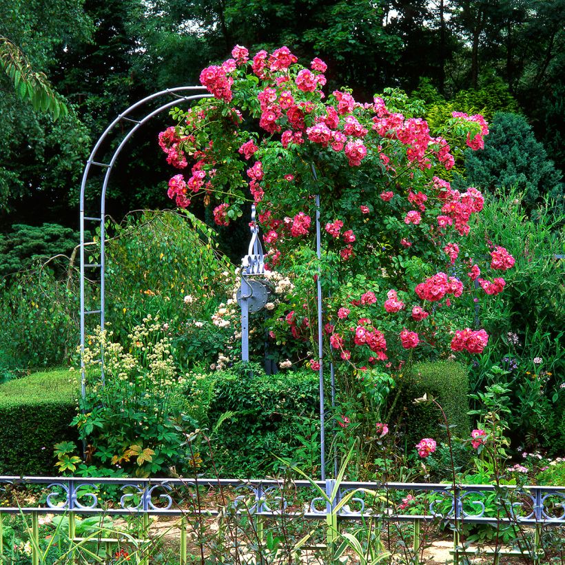 Rosa wichurana American Pillar - Rosa rampicante (Plant habit)