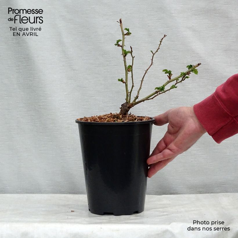 Example of Rosa wichurana American Pillar - Rosa rampicante Vaso da 4L/5L as you get in printemps
