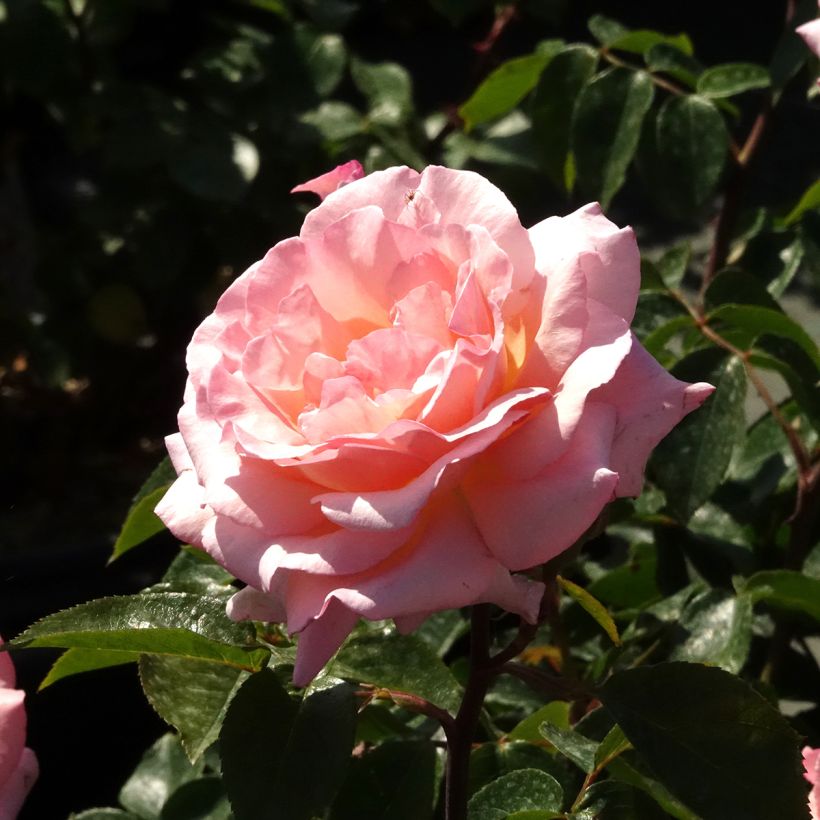 Rosa rampicante Compassion (Fioritura)