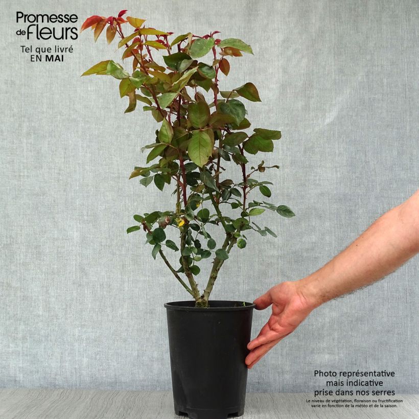 Example of Rosa rampicante Compassion Vaso da 4L/5L as you get in printemps