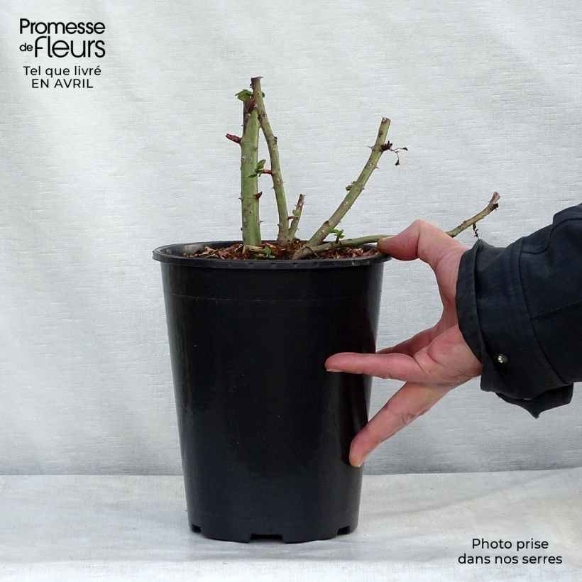 Example of Rosa rampicante Blaze Superior Vaso da 4L/5L as you get in printemps