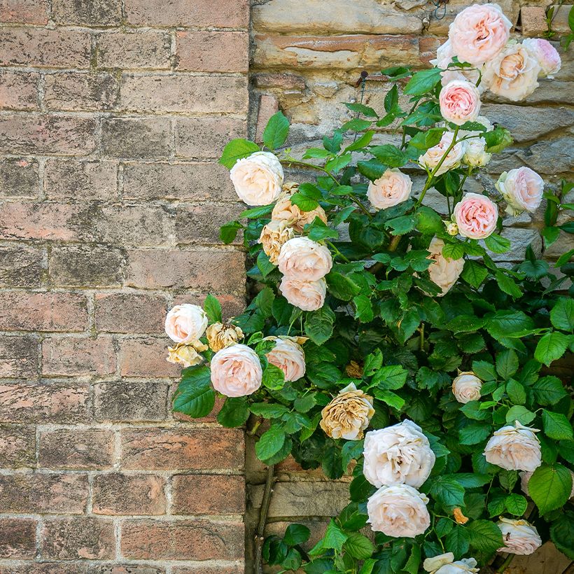 Rosa rampicante Blush Noisette (Plant habit)