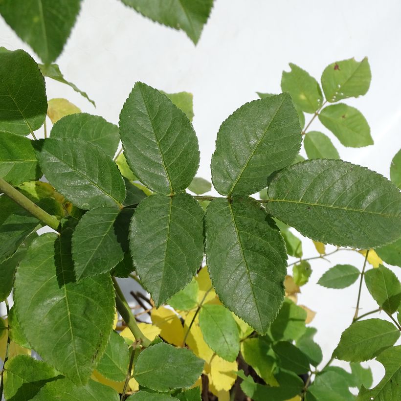 Rosa rampicante Blush Noisette (Foliage)