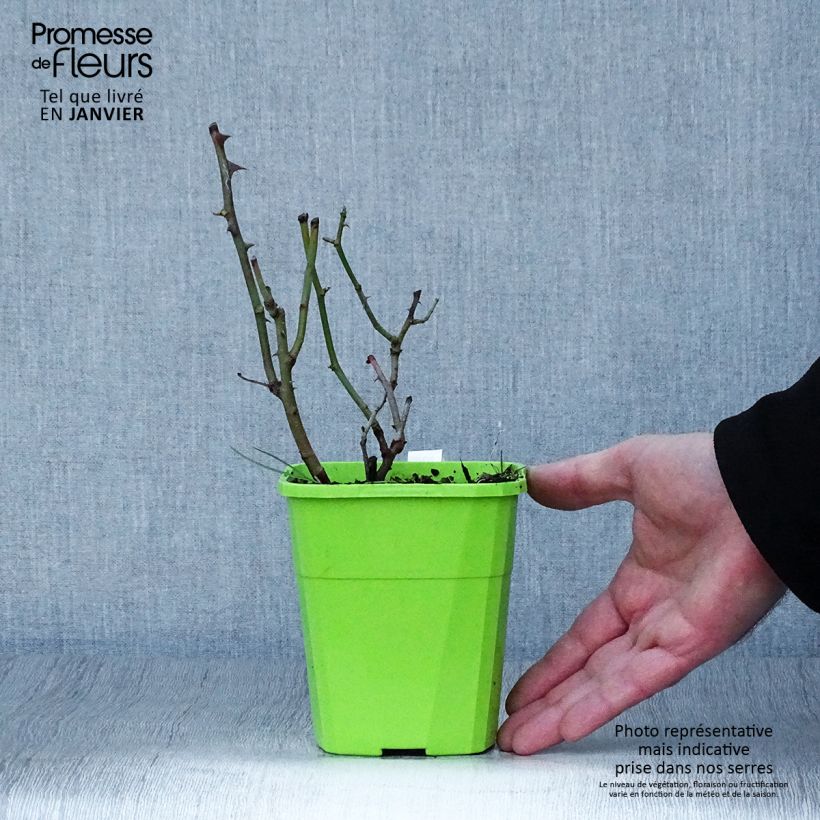 Example of Rosa Climbing Max Golden Gate - Rosa rampicante Vaso da 4L/5L as you get in hiver