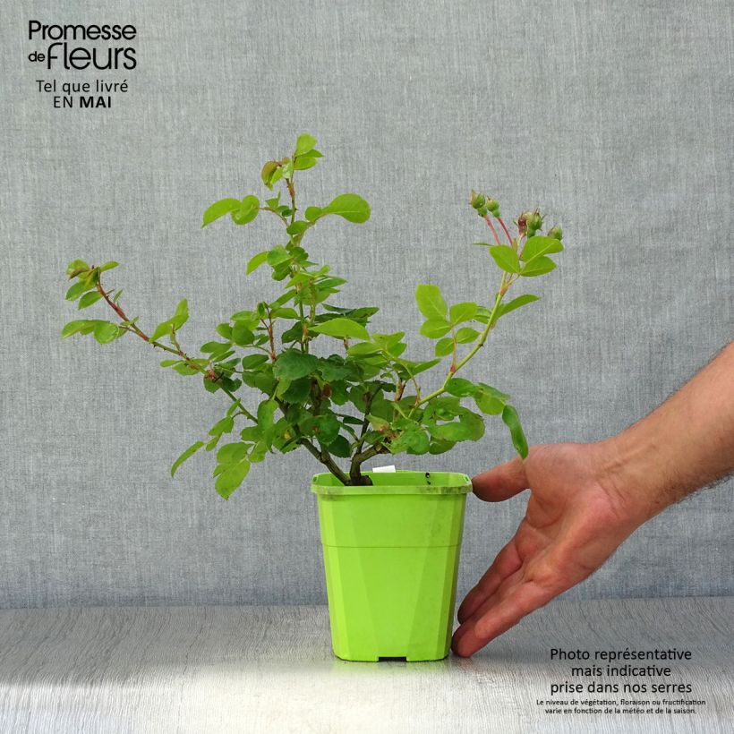 Rosa rampicante Climbing Max Jasmina Vaso da 3L/4L esemplare consegnato in primavera