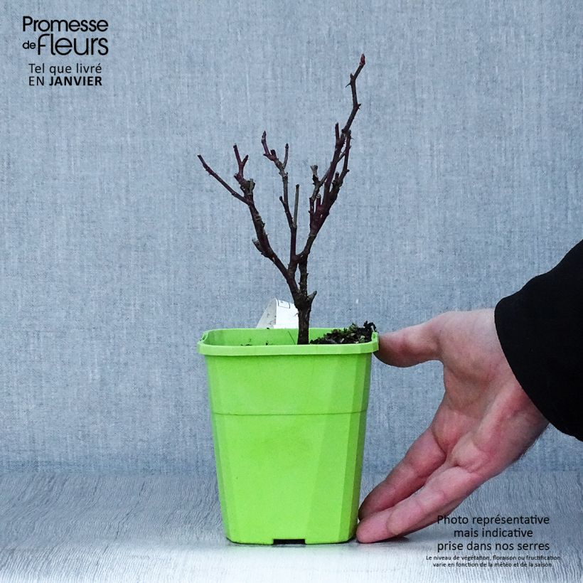 Example of Rosa rampicante Climbing Max Kiss me Kate Vaso da 4L/5L as you get in hiver