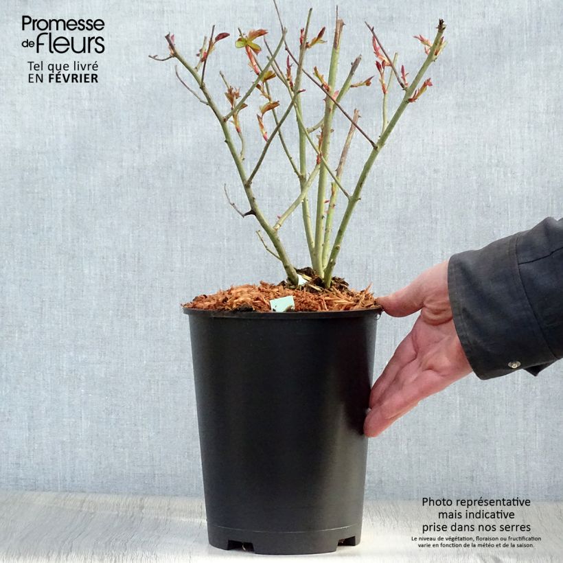 Rosier grimpant Cocktail Pot de 4L/5L esemplare consegnato in inverno