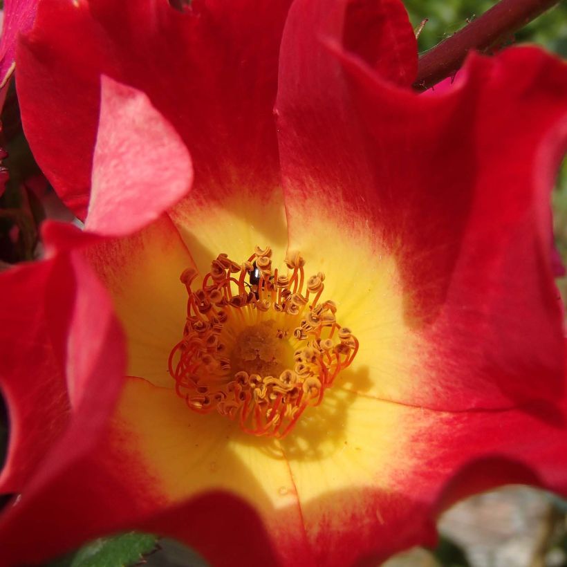 Rosa rampicante Cocktail (Flowering)