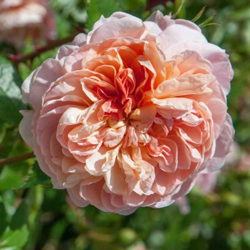 Rosa rampicante Colette (Flowering)
