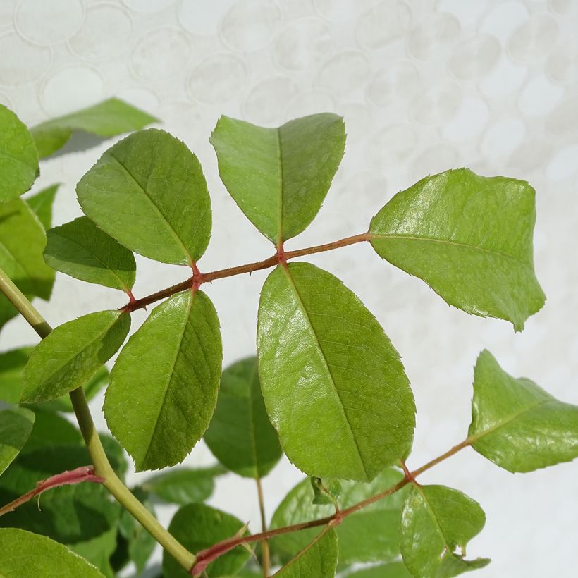 Rosa rampicante Climbing Iceberg (Foliage)