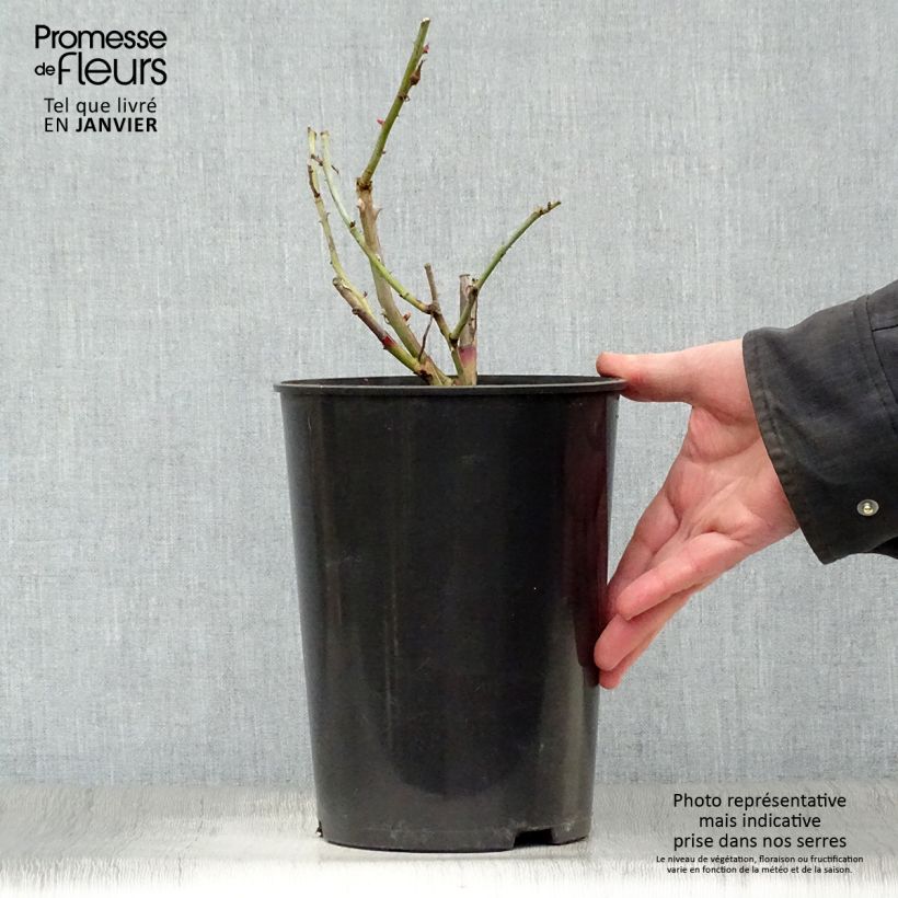 Rosa Gloire de Dijon - Rosa rampicante Vaso da 4L/5L esemplare consegnato in inverno