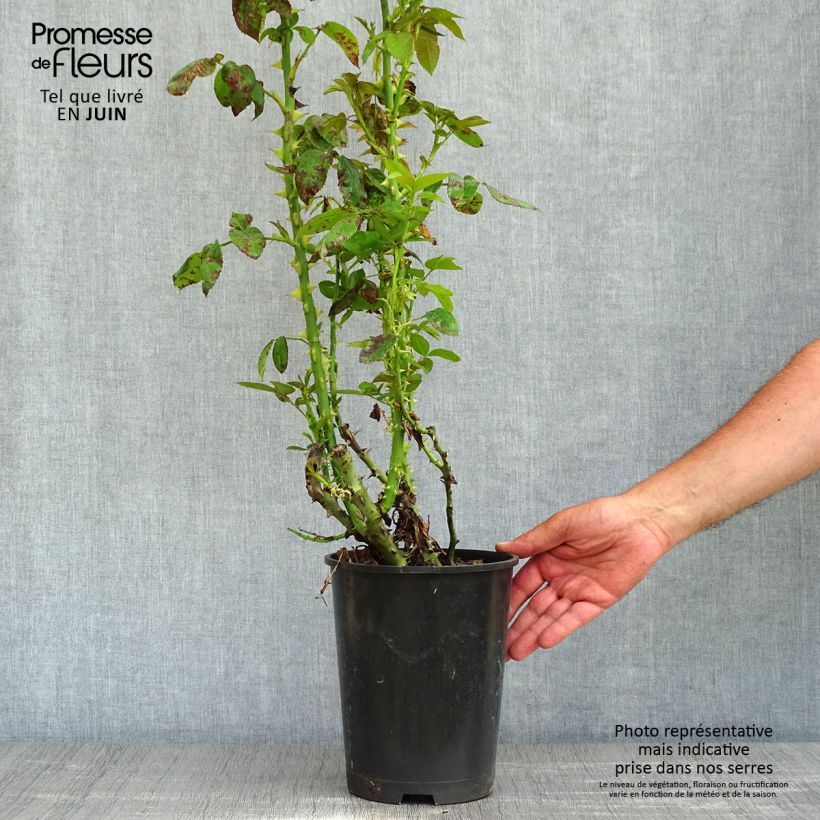 Example of Rosa Golden Boy - Rosa rampicante Vaso da 4L/5L as you get in printemps