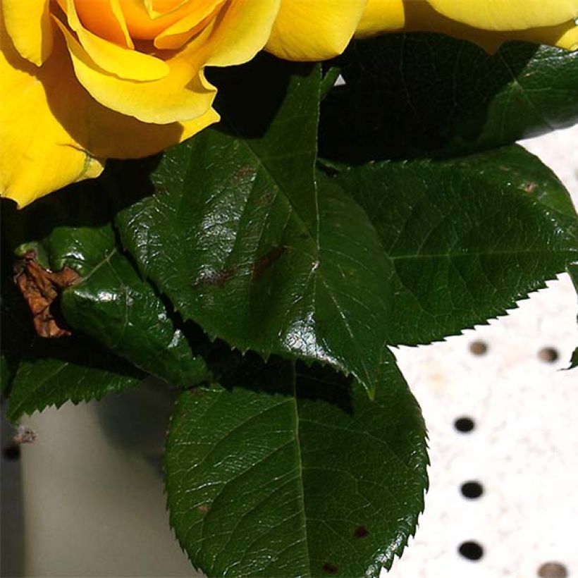 Rosa Golden Boy - Rosa rampicante (Foliage)