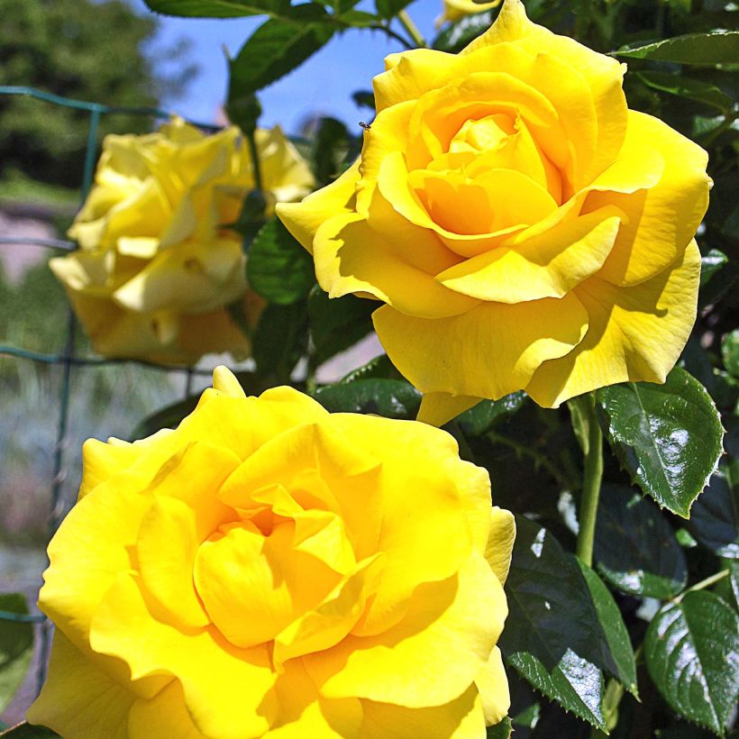 Rosa Golden Boy - Rosa rampicante (Flowering)