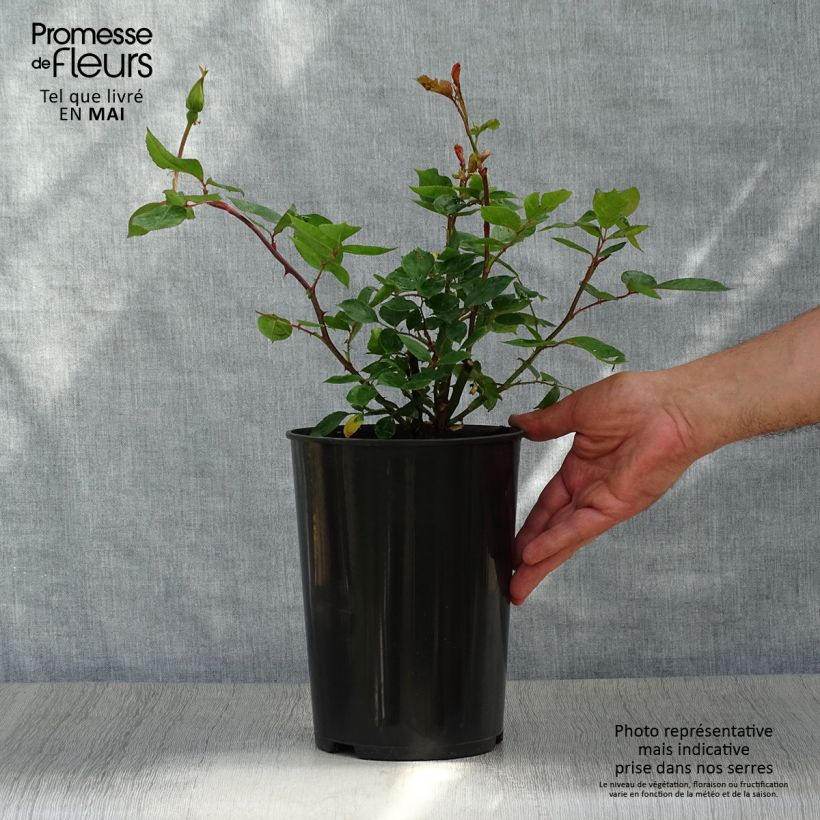 Example of Rosa Golden Showers - Rosa rampicante Vaso da 4L/5L as you get in printemps