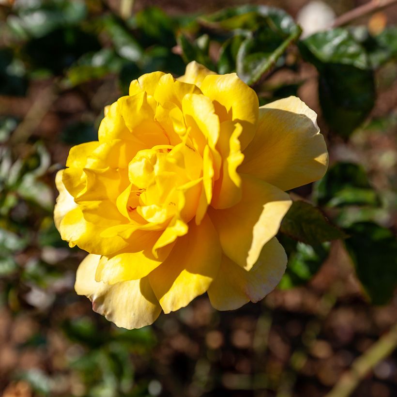 Rosa Golden Showers - Rosa rampicante (Foliage)