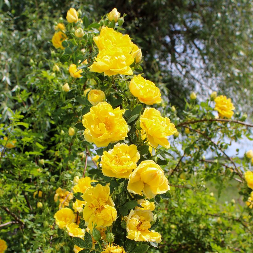 Rosa Golden Showers - Rosa rampicante (Plant habit)