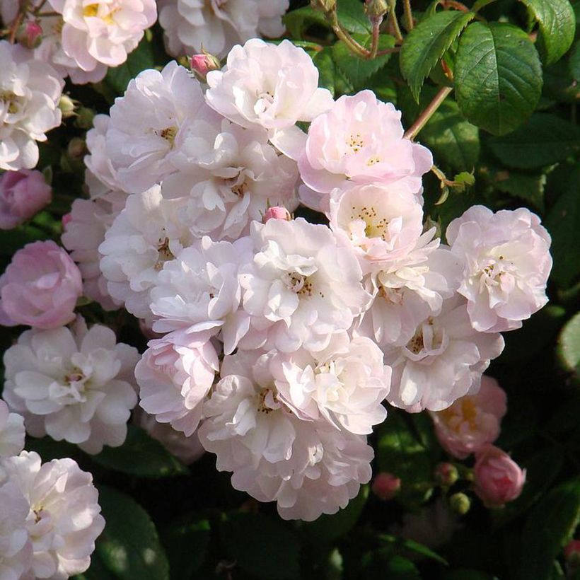 Rosa wichuraiana Guirlande Rose - Rosa rampicante (Flowering)