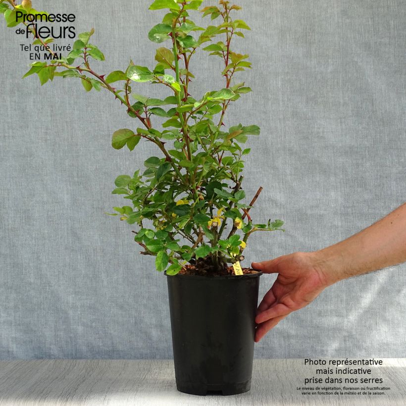 Rosa rampicante Hanabi Vaso da 4L/5L esemplare consegnato in primavera