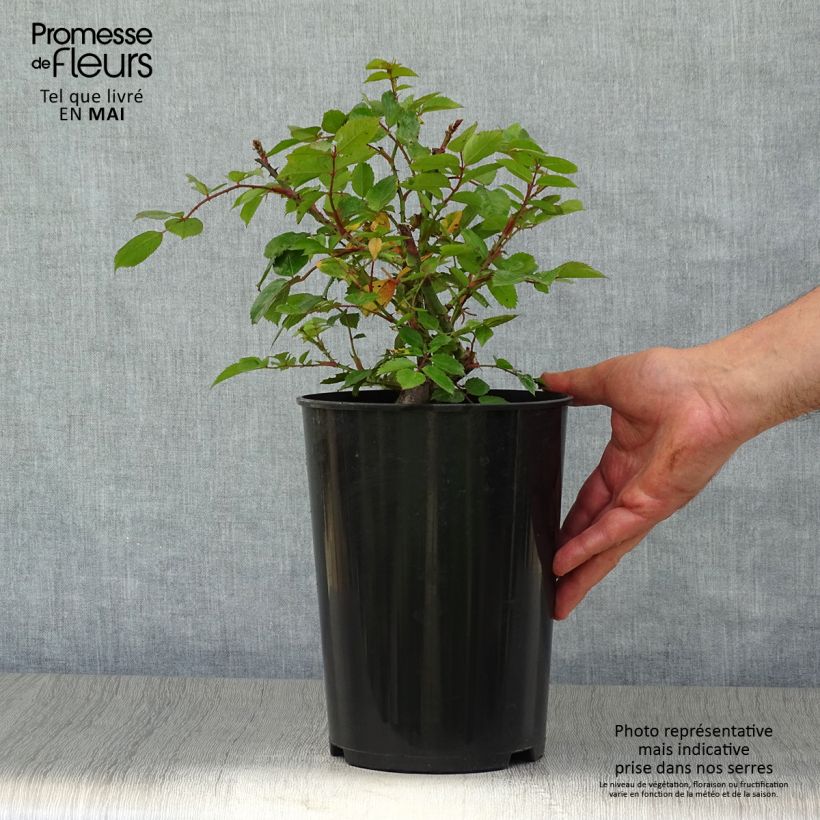 Example of Rosa rampicante Laguna Vaso da 4L/5L as you get in printemps