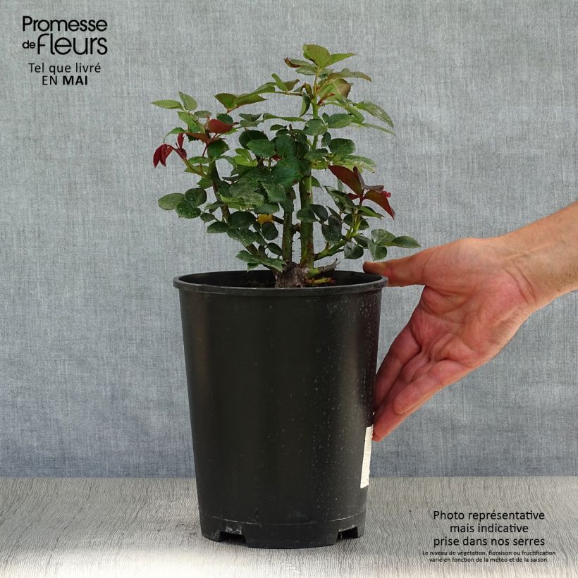 Example of Rosa Red Flame - Rosa rampicante Vaso da 4L/5L as you get in printemps