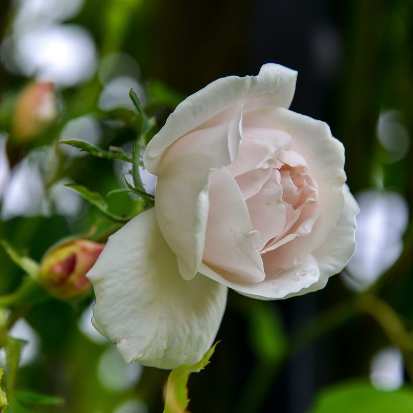Rosa rampicante Madame Alfred Carrière (Flowering)