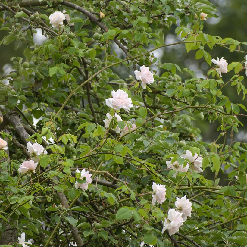 Rosa rampicante Madame Alfred Carrière (Plant habit)