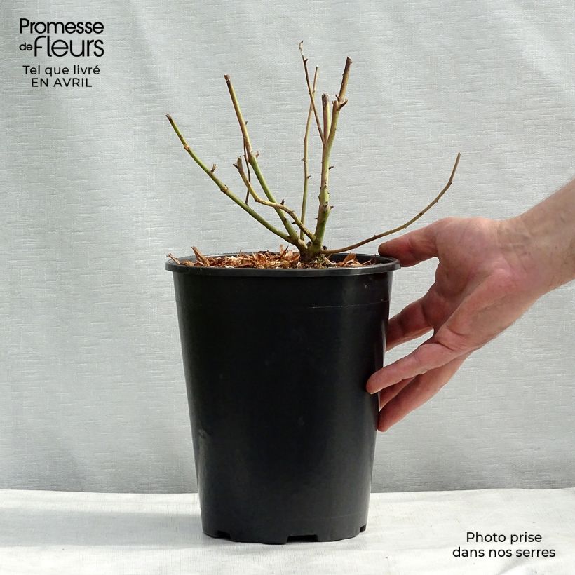 Example of Rosa rampicante Madame Alfred Carrière Vaso da 4L/5L as you get in printemps